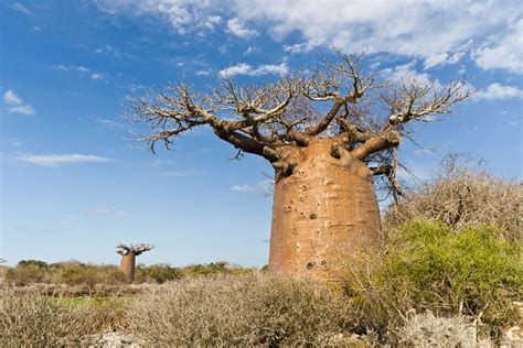 African Savanna Baobab Tree | Images and Photos finder