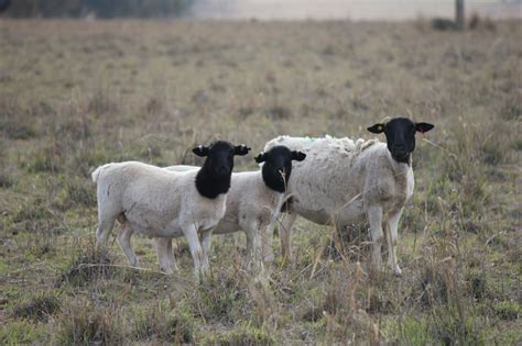 Australian Dorper & Australian White Sheep – Cluny Livestock Exports Pty Ltd