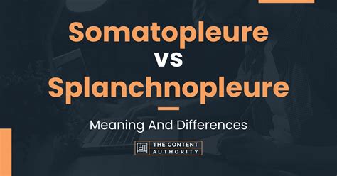 Somatopleure vs Splanchnopleure: Meaning And Differences