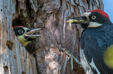 Paul Brewer photographed an Acorn woodpecker nest. – Mendonoma Sightings