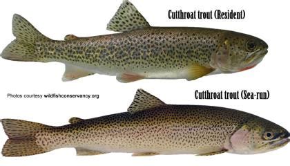 Coastal cutthroat trout (resident) | Washington Department of Fish ...