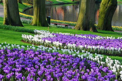 Keukenhof Park, Netherlands photo on Sunsurfer