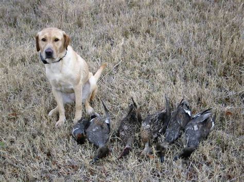 How old a lab puppy has to be to start training for duck hunting?