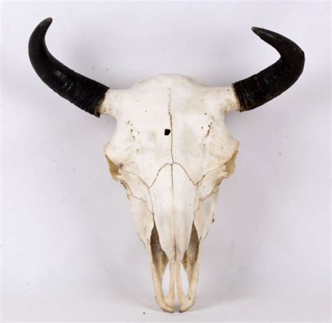 Montana Buffalo Bison Skull