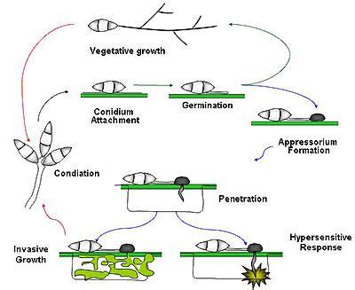 Disease cycle of Magnaporthe oryzae | Life cycles, Life, Education