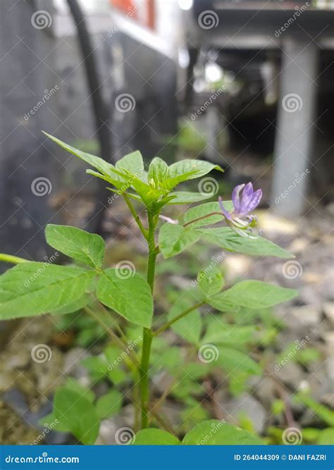 Flower Purple Green Flora Estetic Stock Image - Image of flower, flora ...