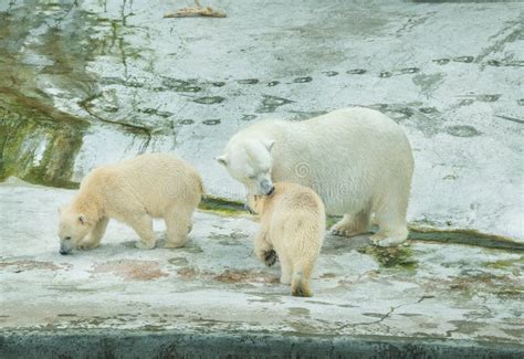 Polar bear with cubs stock image. Image of child, cold - 56904059