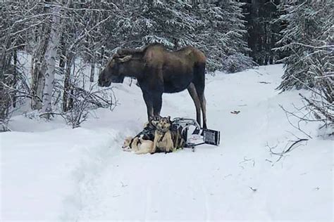 Moose attacks Iditarod rookie’s sled team, injures 4 dogs | Homer News