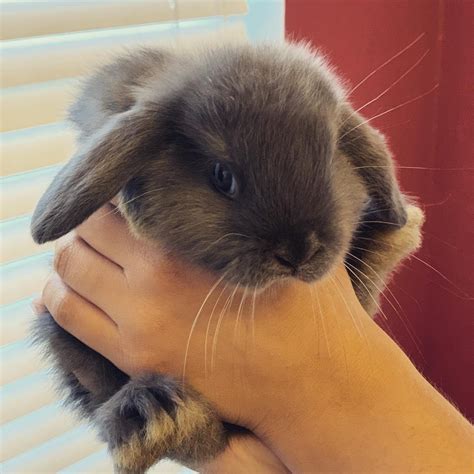 Holland Mini-Lop Rabbits For Sale | San Antonio, TX #307244