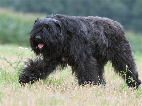 Bouvier des Flandres - Temperament, Lifespan, Shedding, Puppy