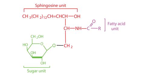 Lipids