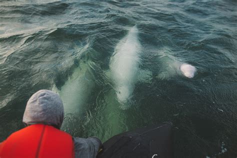 Summer Spectacle: World's Largest Beluga Whale Migration in Manitoba, Canada! - Travel Dreams ...