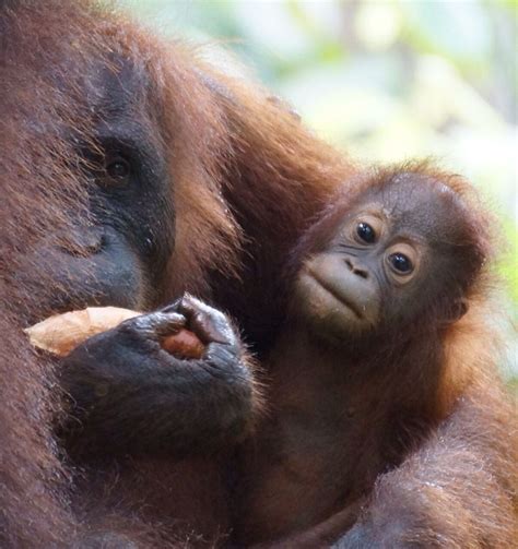 Orang-utan conservation centre.. Sepilok.. Sabah Malaysian Borneo ...