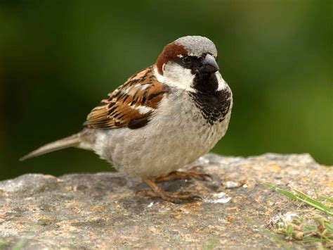 How Tall Is A House Sparrow - Go-images Web