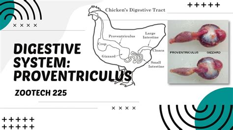 POULTRY 1 | Digestive System of Chickens: The Proventriculus | Module 19.2 (Student Output ...