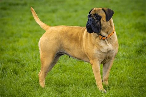 Strength and Companionship in the Bullmastiff Breed