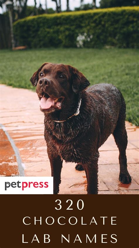 Chocolate Lab Dog Names: 320 Best Names for Brown Labradors - PetPress