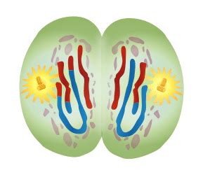 Meiosis - Stages - Clinical Relevance