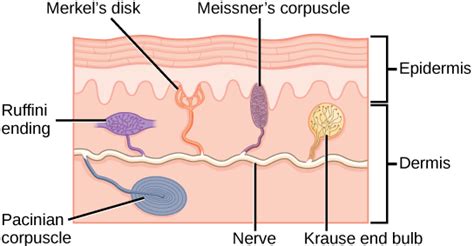 Animal Sensory Systems | Organismal Biology