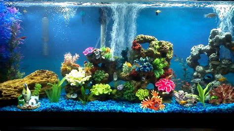 Freshwater Community Aquarium Fish | Wallpapers Gallery