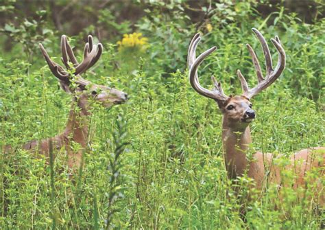 Three Key Building Blocks for Better Whitetail Antlers