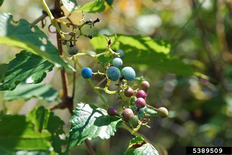 porcelain-berry (Ampelopsis glandulosa var. brevipedunculata)