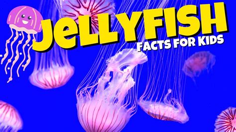 What are Jellyfish? Jellyfish Facts for Kids - YouTube