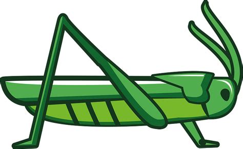 Grasshopper clipart. Free download transparent .PNG | Creazilla