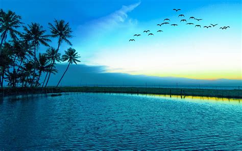 nature, Landscape, Birds, Flying, Sunrise, Blue, Lake, Palm Trees, Sea ...