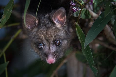 Baby Brushtail Possum | Sean Crane Photography