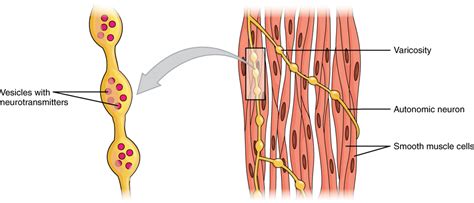 Smooth Muscle | Anatomy and Physiology I