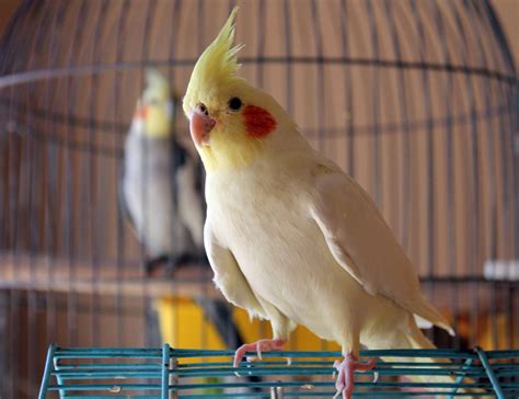 Les 8 meilleurs perroquets jaunes à garder comme animaux de compagnie