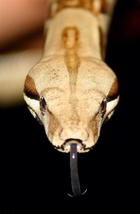 Snake Head | Snake, Wildlife, Headed