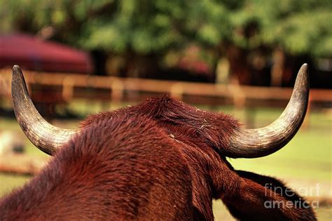 Brahman Bull Photograph by Carolyn Parker