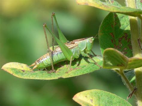 Wild Side: Meadow katydids - The Martha's Vineyard Times