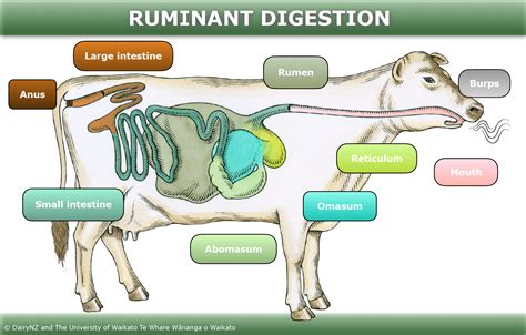 Ruminant digestion — Science Learning Hub