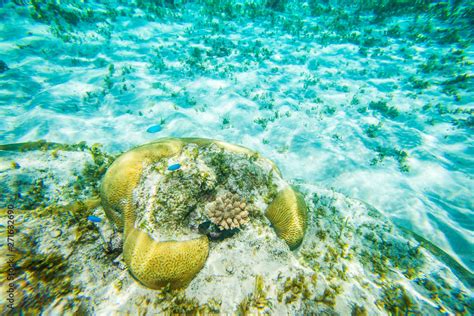 Tropical Island, Fiji Islands Stock Photo | Adobe Stock