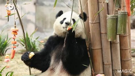 Adorable giant pandas eating fruit and veg - YouTube