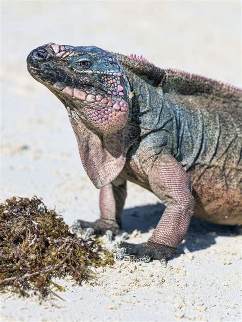 Portrait of a rock iguana | Reptiles and amphibians, Iguana, Amphibians