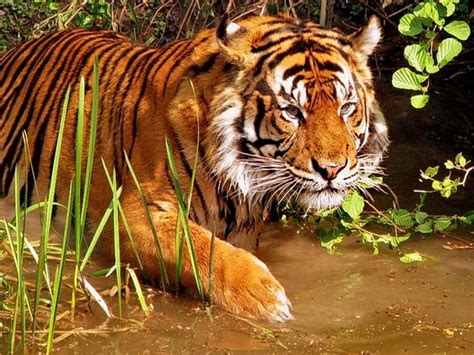 12 Best Wildlife Sanctuaries in Kerala