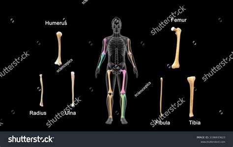 Human Bones Humerus Radius Ulna Femur Stock Illustration 2196933623 | Shutterstock