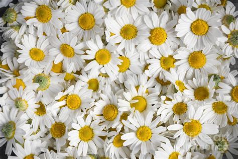 Chamomile Flowers Photograph by Elena Elisseeva