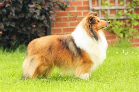 Shetland Sheepdog - Breed Profile | Australian Dog Lover