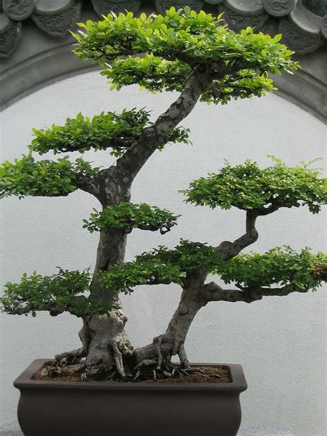 Grass Seed: Bonsai Avocado Trees: the Proper Combination of Beauty And Function