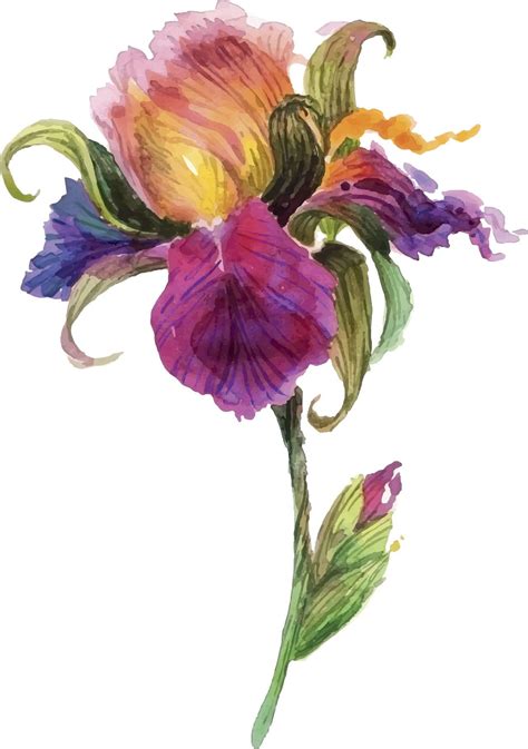 Beautiful Watercolor Iris Flower | Watercolor flowers paintings, Iris painting, Flower drawing