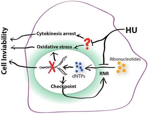 Genes | Free Full-Text | The Cell Killing Mechanisms of Hydroxyurea | HTML