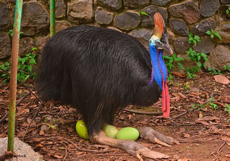 Cassowary: The World's Most Dangerous Bird