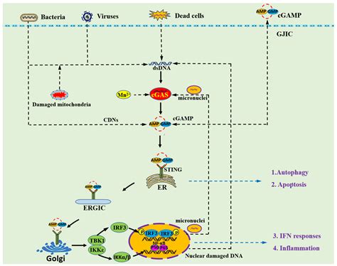 IJMS | Free Full-Text | How the Innate Immune DNA Sensing cGAS–STING ...