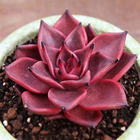 Red - Echeveria purpurosum | Proven Winners