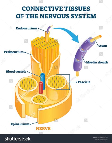 10 Epineurium 图片、库存照片和矢量图 | Shutterstock